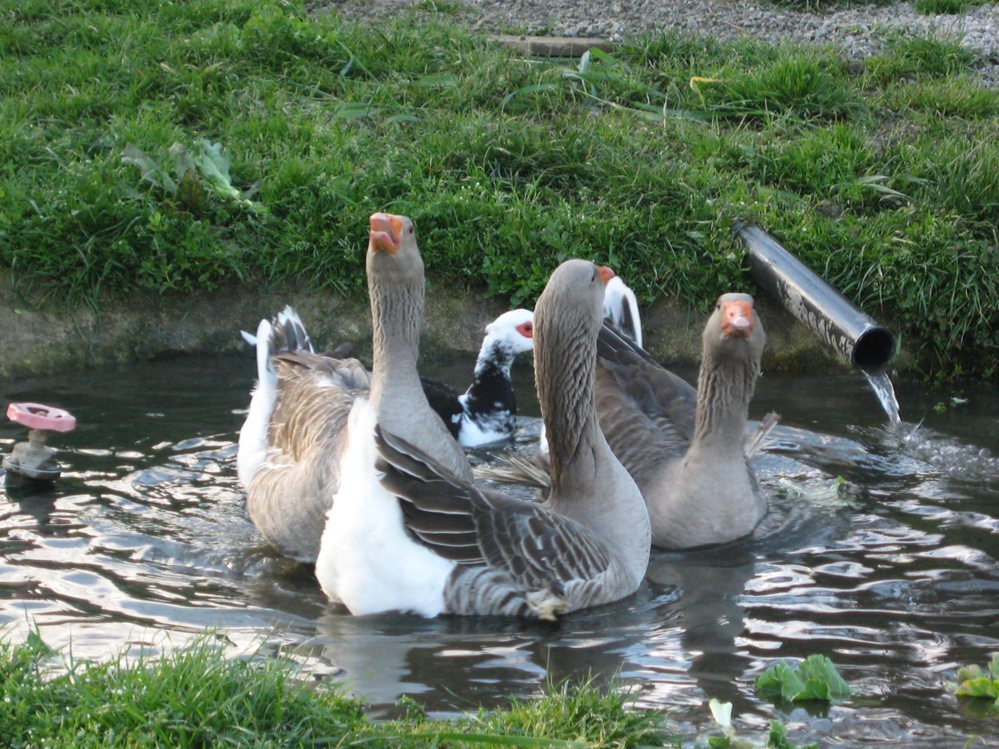 Quinta Das Pias - Holiday Farm Пиньел Экстерьер фото