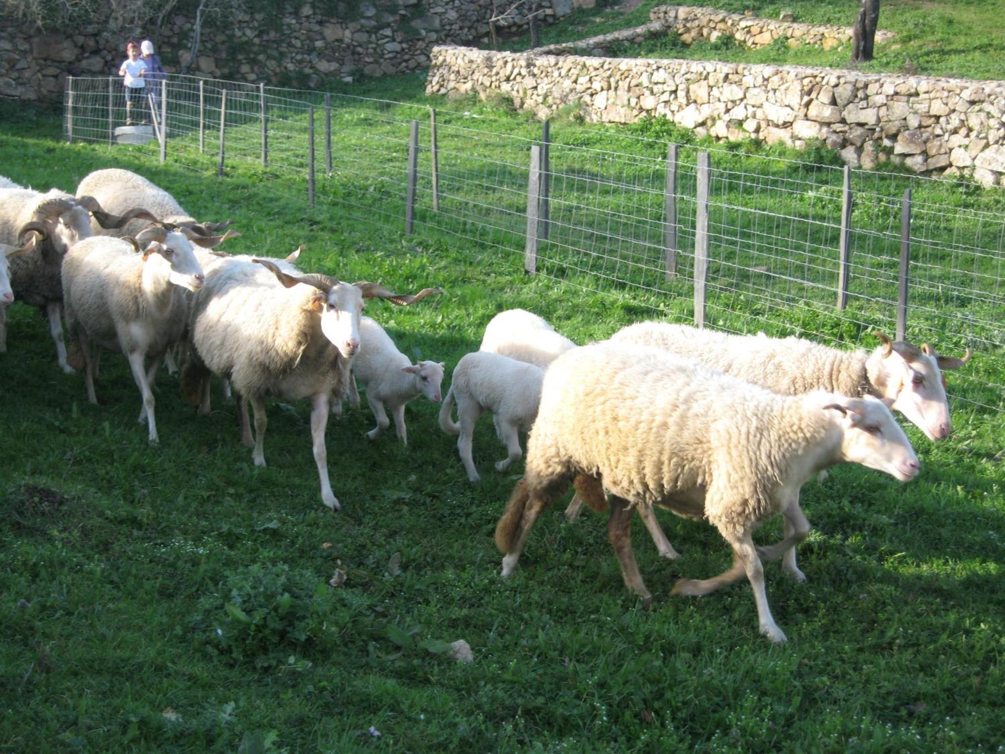 Quinta Das Pias - Holiday Farm Пиньел Экстерьер фото