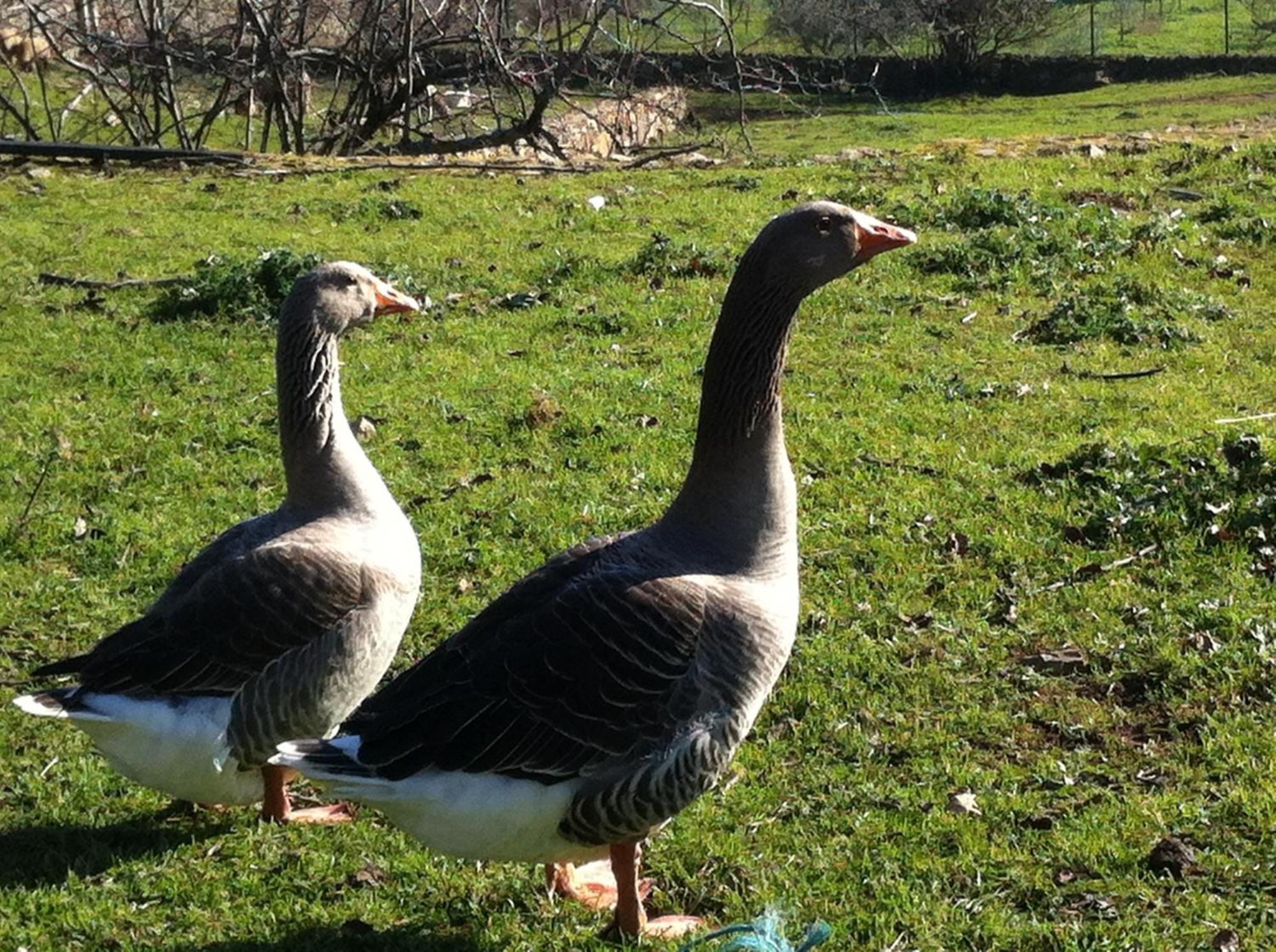 Quinta Das Pias - Holiday Farm Пиньел Экстерьер фото